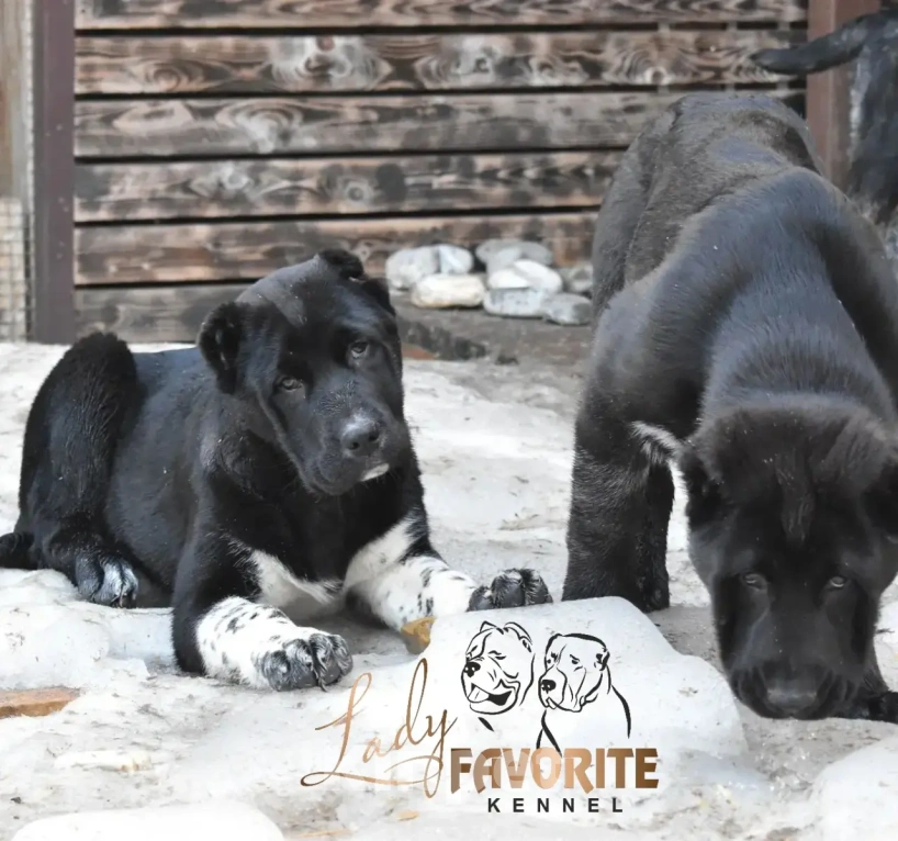 Собаки в Воронеже: Среднеазиатская Овчарка Разнополые, 60 000 руб. - фото 3