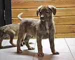 Собаки в Москве: Шоколадное чудо, милейший щеночек Ансел в добрые руки Мальчик, Бесплатно - фото 2