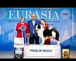 Собаки в Волгограде: Якуточка, 15 000 руб. - фото 4