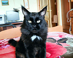 Кошки в Лянторе: Кот Мейн Кун вязка, 20 000 руб. - фото 2