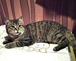 Кошки в Сертолово: Молодой кастрированный котик около года, Бесплатно - фото 5