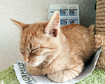 Кошки в Москве: Котёнок ищет дом Мальчик, Бесплатно - фото 2