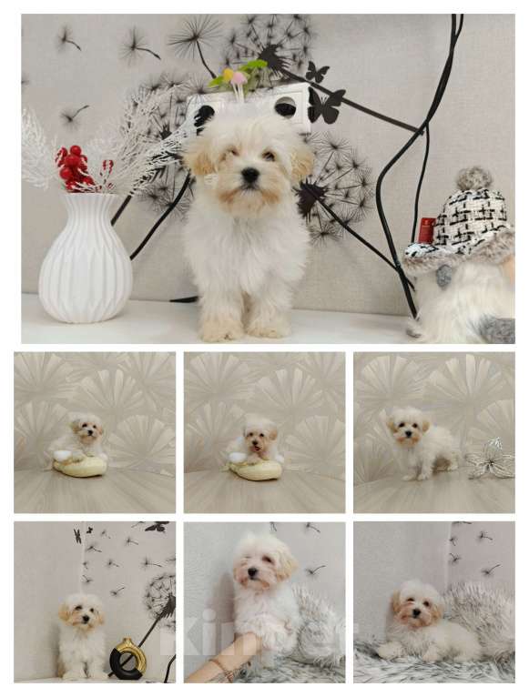 Собаки в Ижевске: Мальтипу Девочка, 75 000 руб. - фото 1