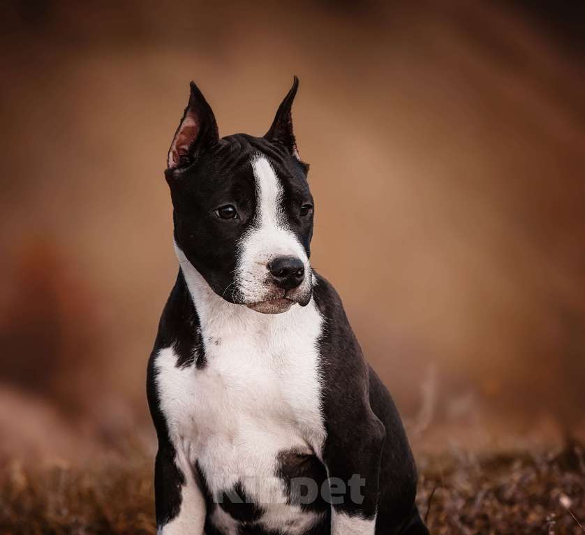 Собаки в Москве: Красивая девочка амстаффа  Девочка, 60 000 руб. - фото 1