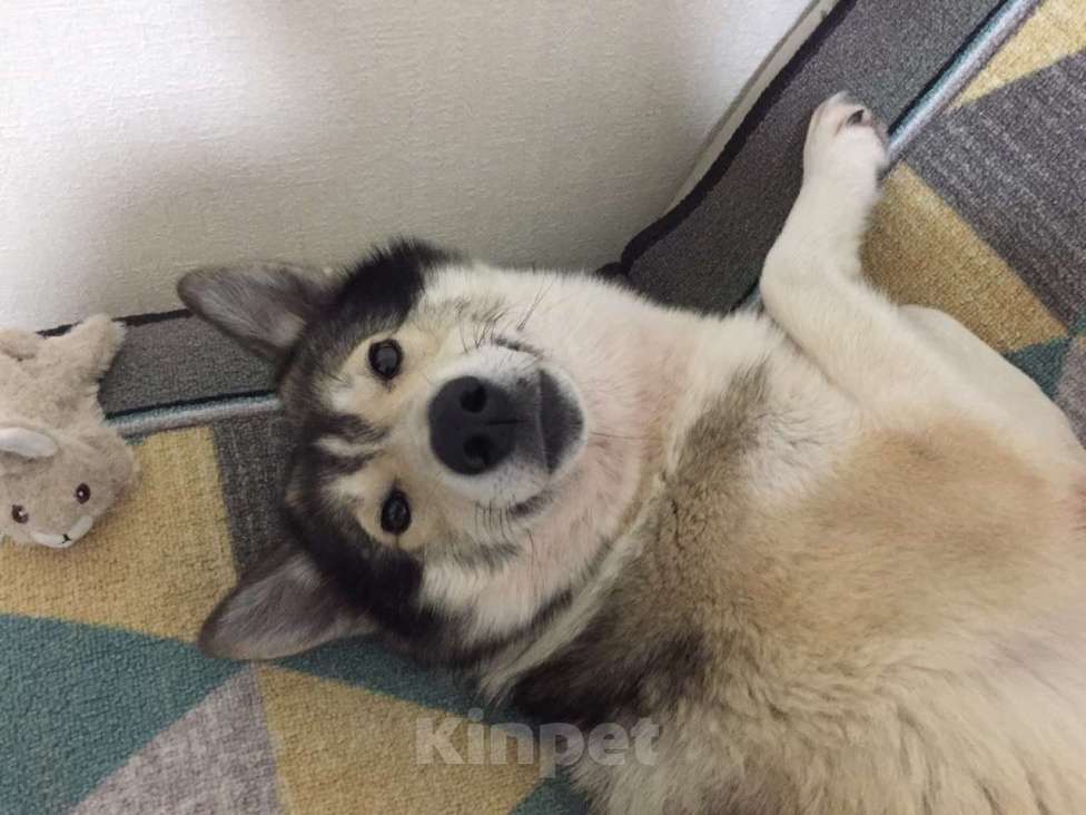 Собаки в Санкт-Петербурге: Западносибирская лайка, взрослая собака - Бесплатно  Мальчик, Бесплатно - фото 5