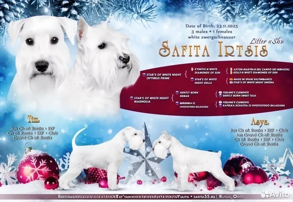 Собаки в Омске: Щенки цвергшнауцера Мальчик, Бесплатно - фото 3