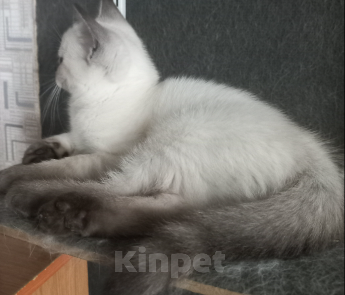 Кошки в Москве: Красивый шотландский мальчик колор поинт Мальчик, 10 000 руб. - фото 6