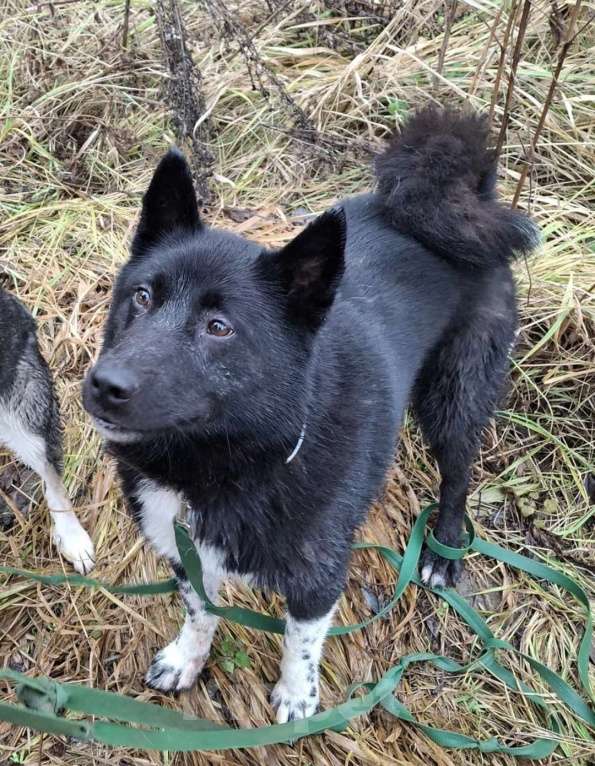 Собаки в Истре: Метис лайки Май в поисках дома  Мальчик, Бесплатно - фото 3