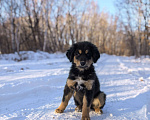 Собаки в Хабаровске: Монгольская овчарка (Банхар) Девочка, 40 000 руб. - фото 1