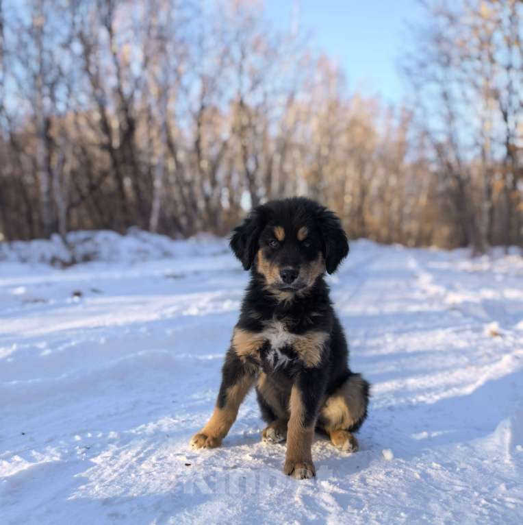 Собаки в Хабаровске: Монгольская овчарка (Банхар) Девочка, 40 000 руб. - фото 1