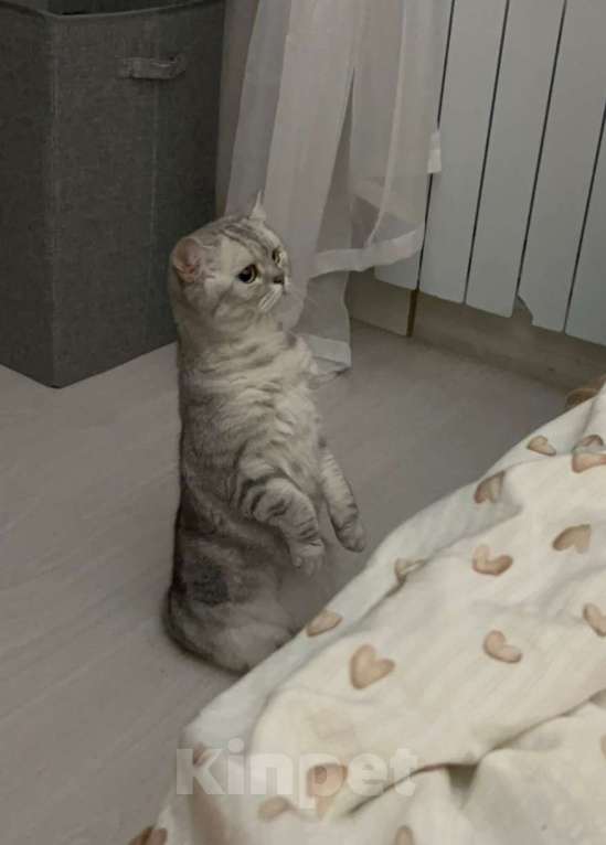 Кошки в Подольске: Кошечка в добрые руки Девочка, 1 000 руб. - фото 1