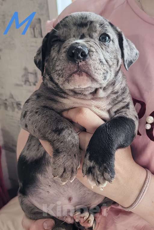 Собаки в Прокопьевске: Американский булли Мальчик, 80 000 руб. - фото 1