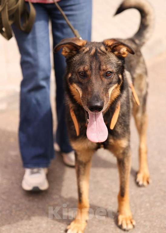 Собаки в Москве: Общительный и ласковый пёс Енисей в добрые руки Мальчик, 1 руб. - фото 6