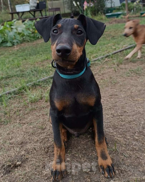 Собаки в Москве: Манчестерский терьер щенки  Мальчик, Бесплатно - фото 5