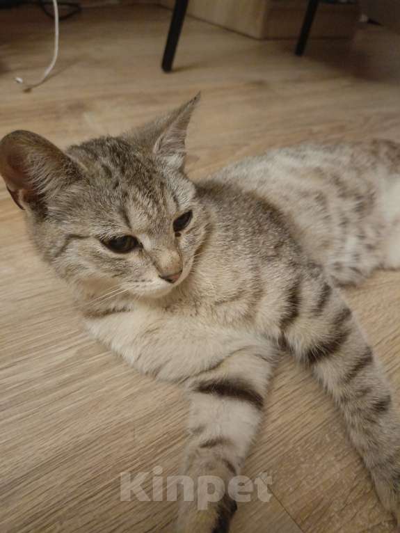 Кошки в Прокопьевске: Нашёл кошку на ноградской улице Девочка, Бесплатно - фото 3