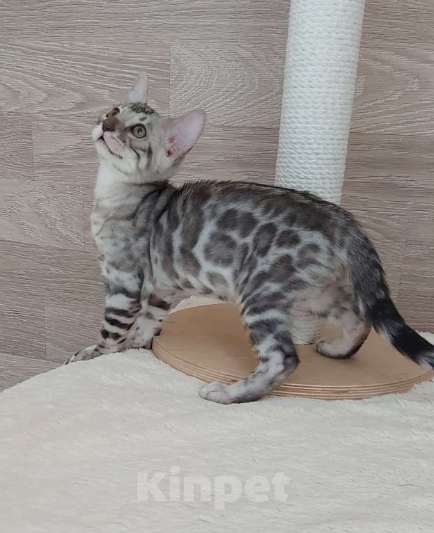 Кошки в Москве: Бенгальские котята  Мальчик, 55 000 руб. - фото 7