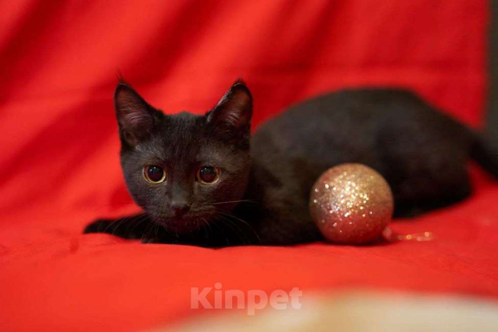 Кошки в Москве: Самый робкий котенок ищет дом Мальчик, Бесплатно - фото 1