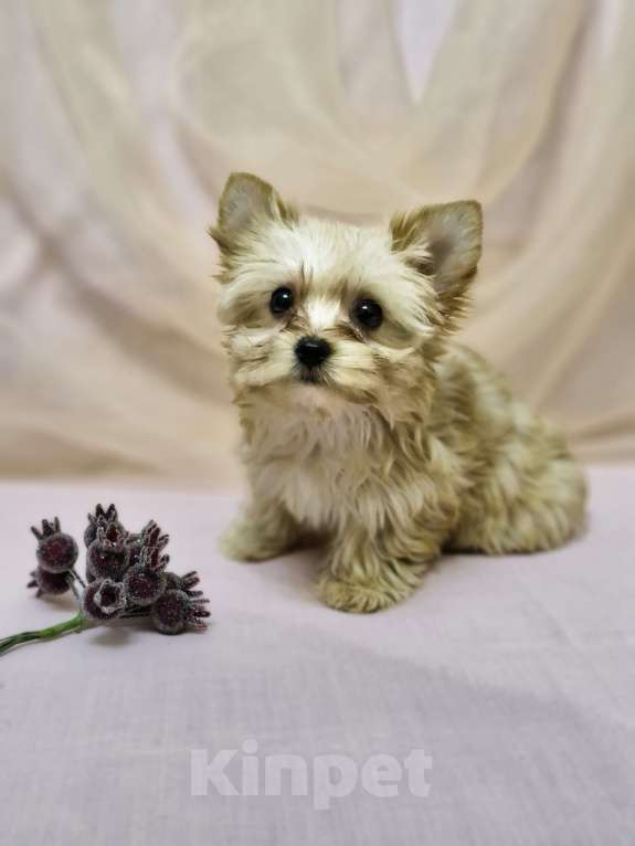 Собаки в Ростове-на-Дону: Голддаст йорк Мальчик, 20 000 руб. - фото 10