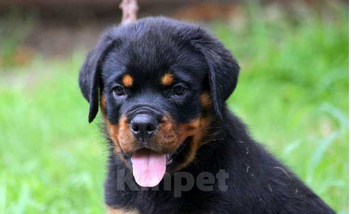 Собаки в Волгограде: Щенки Ротвейлера  Мальчик, Бесплатно - фото 4