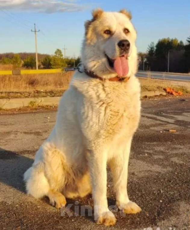 Собаки в Казани: Алабай  Девочка, 10 000 руб. - фото 7