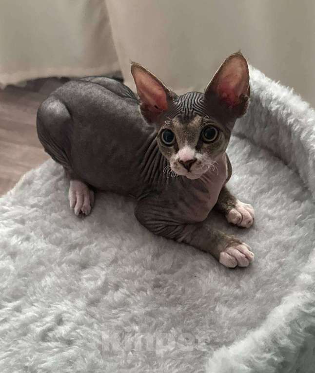 Кошки в Владимире: продам ребенка сфинкса Мальчик, 13 000 руб. - фото 2