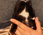 Кошки в Уфе: Котенок - девочка в добрые руки Девочка, Бесплатно - фото 4
