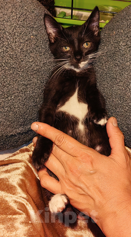 Кошки в Уфе: Котенок - девочка в добрые руки Девочка, Бесплатно - фото 4