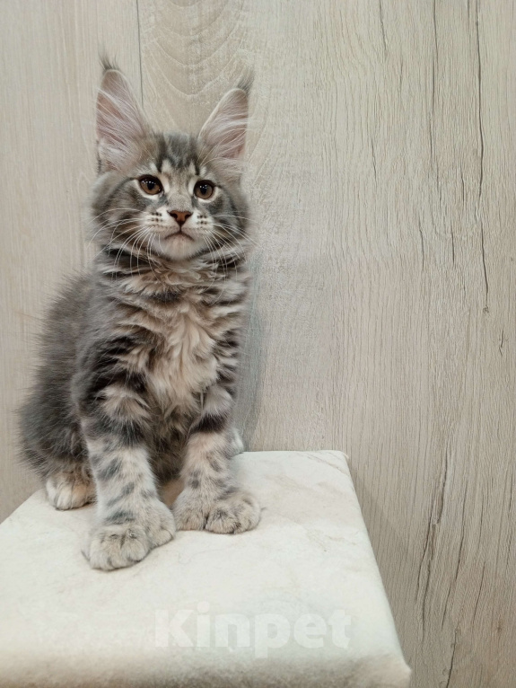 Кошки в Красноярске: Евита полидакт Девочка, 70 000 руб. - фото 4