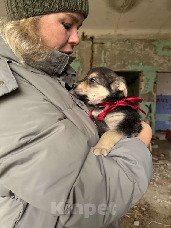Собаки в Москве: Красивые щенки девочки в дар! Дайте шанс  малышам не замерзнуть! Девочка, Бесплатно - фото 3