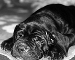 Собаки в Ясногорске: Предлагаются к продаже щенки кане корсо Девочка, 55 000 руб. - фото 7