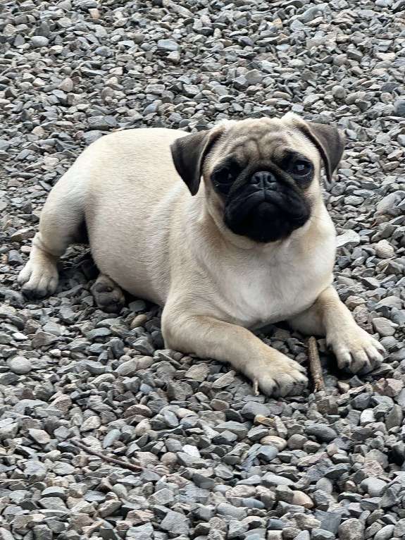 Собаки в Новокузнецке: Щенок мопса Девочка РКФ  Девочка, 40 000 руб. - фото 7