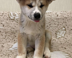 Собаки в Обнинске: Щенки Акита Мальчик, 30 000 руб. - фото 4