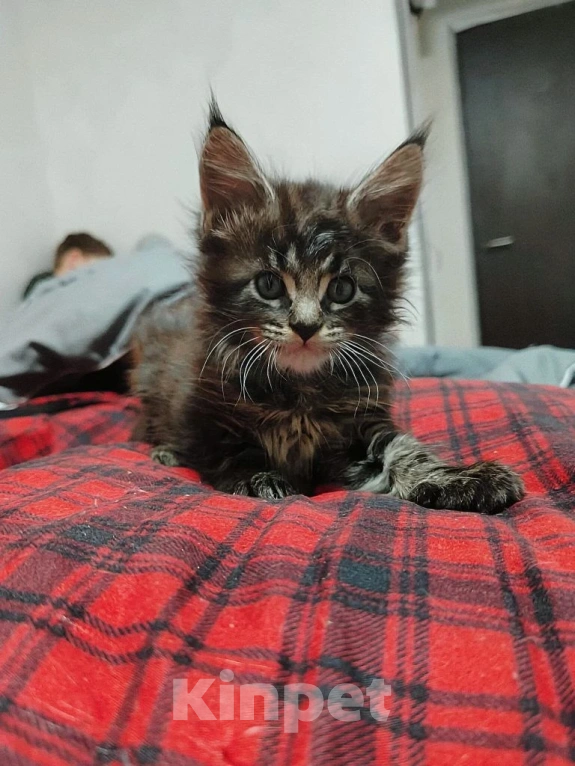 Кошки в Москве: Гамлет Мальчик, 30 000 руб. - фото 3