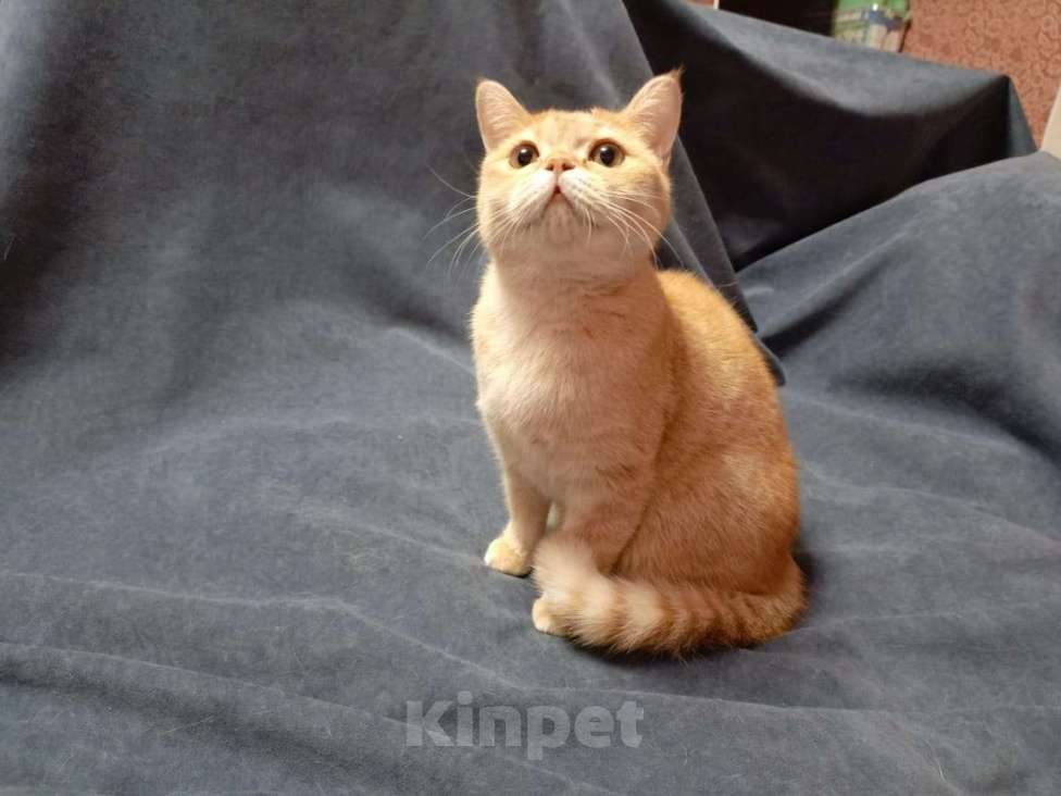 Кошки в Москве: Муся Девочка, 15 000 руб. - фото 3