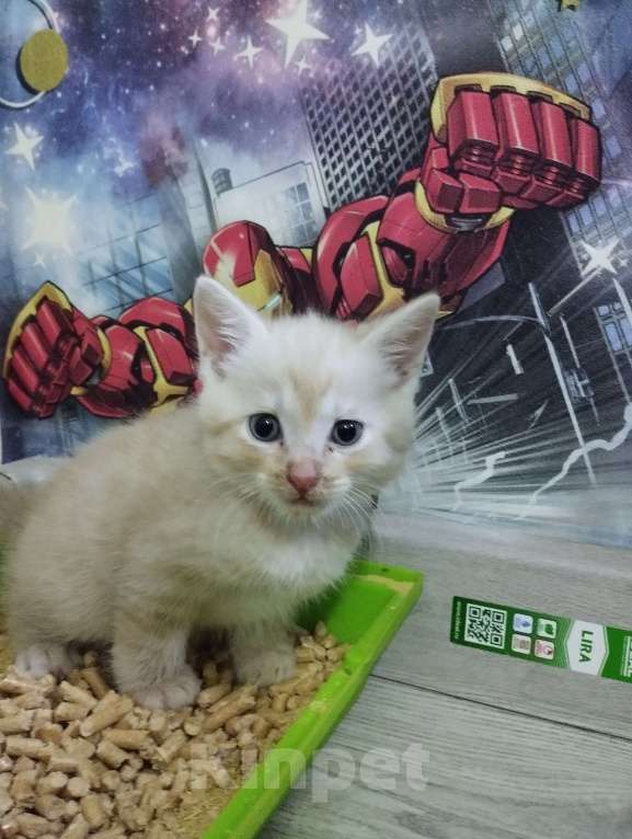 Кошки в Одинцово: Котенок в добрые руки  Девочка, Бесплатно - фото 3