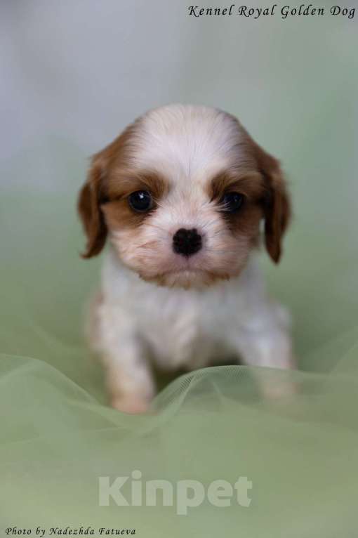 Собаки в Москве: Щенки кавалер Кинг Чарльз спаниель  Девочка, 100 000 руб. - фото 4