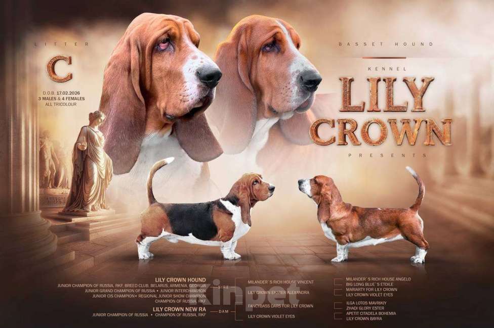 Собаки в Москве: бассет хаунд щенки Девочка, Бесплатно - фото 1
