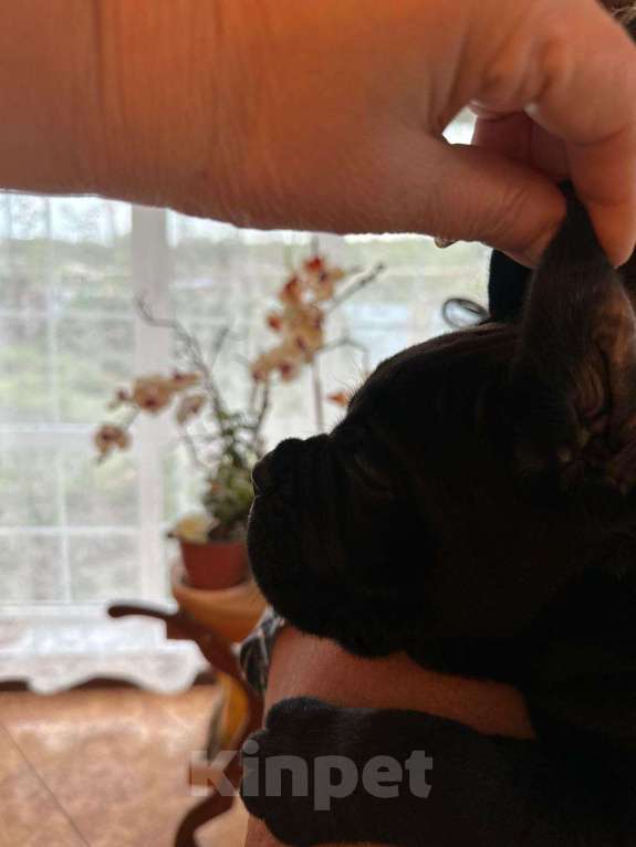 Собаки в Краснодаре: Щенки Кане Корсо питомник Девочка, Бесплатно - фото 2