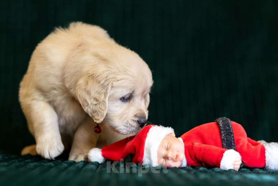 Собаки в других городах Московской области: золотистые ретриверы Мальчик, 80 000 руб. - фото 4
