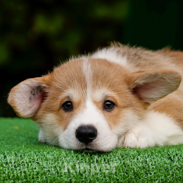 Собаки в Воронеже: Щенок вельш корги пемброк — GRISHA WOLF Мальчик, 100 000 руб. - фото 7