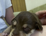 Собаки в Краснодаре: 🐶 Ищем любящих хозяев для щенков! 🐶 Девочка, 100 руб. - фото 2