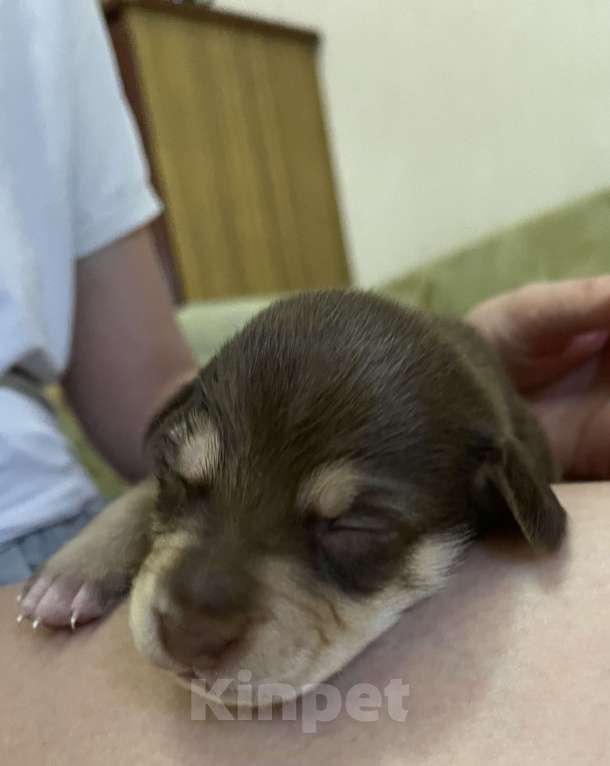 Собаки в Краснодаре: 🐶 Ищем любящих хозяев для щенков! 🐶 Девочка, 100 руб. - фото 2