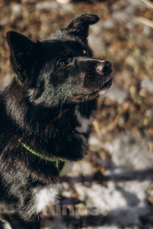Собаки в Москве: Мишель Девочка, Бесплатно - фото 3