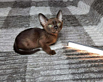 Кошки в Ливны: Бурманские котята, 35 000 руб. - фото 2