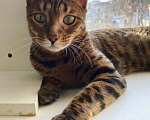 Кошки в Ардоне: Бенгальская кошка, 13 000 руб. - фото 6