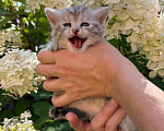 Кошки в Ярославле: Котенок девочка полосатая Девочка, 1 000 руб. - фото 4