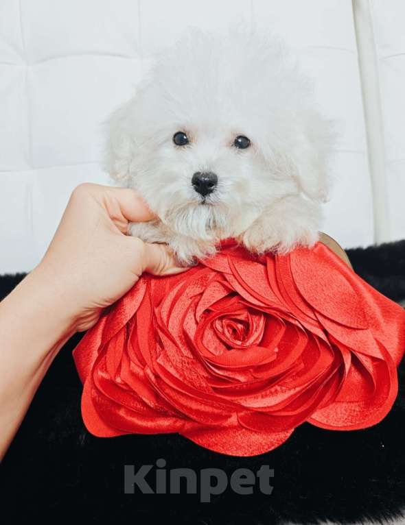 Собаки в Москве: БИШОН ФРИЗЕ baby face  Мальчик, 55 000 руб. - фото 4