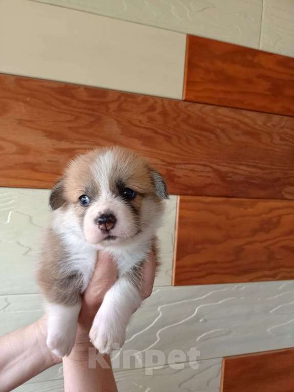 Собаки в Новосибирске: Щенки вельш корги пемброк  Девочка, Бесплатно - фото 2