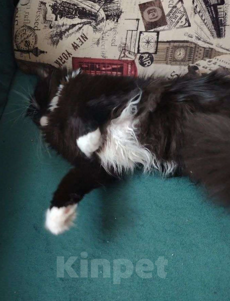 Кошки в Тюмени: Продажа Мальчик, 5 000 руб. - фото 4