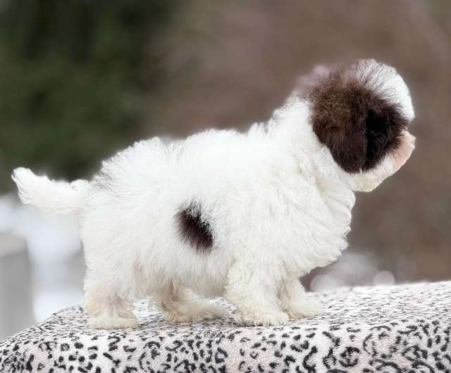 Собаки в Санкт-Петербурге: Мальтипу девочка от Китайских родителей Девочка, 200 000 руб. - фото 5